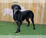 MAVERICK - Male Labrador Retriever-Unknown Mix Dog for Adoption - Small photo