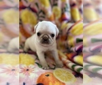 Small Photo #5 Pug Puppy For Sale in CLINTON, MI, USA