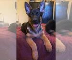 Small Photo #1 German Shepherd Dog Puppy For Sale in DENVER, CO, USA