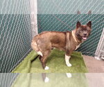 Small Akita