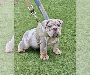 English Bulldog Puppy for sale in LOS ANGELES, CA, USA