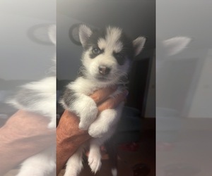 Siberian Husky Puppy for sale in OMAHA, NE, USA