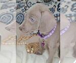 Puppy Molly Weimaraner