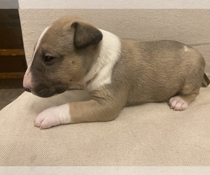 Bull Terrier Puppy for sale in DECOY, KY, USA
