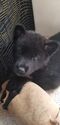 Small Photo #5 Akita Puppy For Sale in BROOKSIDE, PA, USA