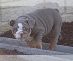 Small Photo #13 English Bulldog Puppy For Sale in HAGERSTOWN, MD, USA
