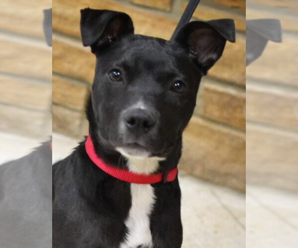 Medium Photo #1 Mutt Puppy For Sale in Enfield, CT, USA