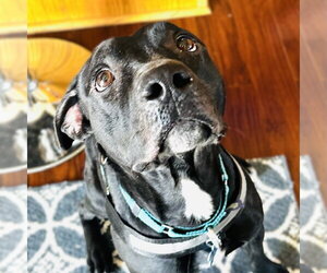 Blacklit Canopy - Female Mutt Dog for Adoption - Photo #9