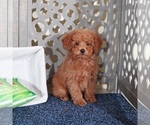 Small #2 Poodle (Miniature)