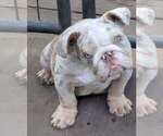 Small Bulldog