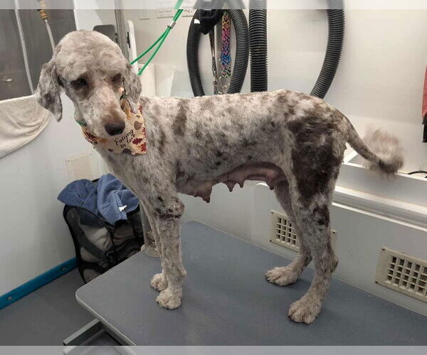 Medium Photo #3 Poodle (Standard)-Unknown Mix Puppy For Sale in Grafton, WI, USA