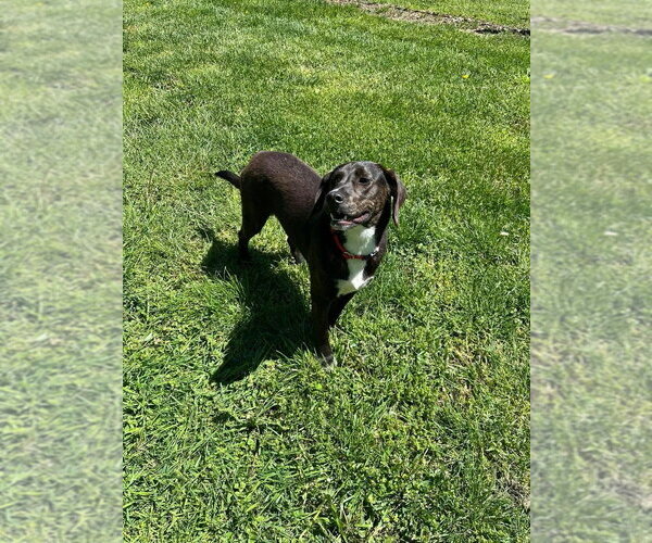 Medium Photo #3 Mutt Puppy For Sale in Osgood, IN, USA