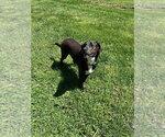 Small #2 Mutt