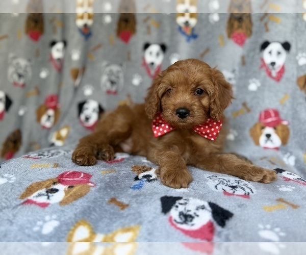 Medium Photo #3 Cavapoo (Miniature) Puppy For Sale in LAKELAND, FL, USA