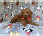 Small #2 Cavapoo (Miniature)