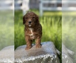 Small Photo #7 Goldendoodle (Miniature) Puppy For Sale in SCHOHARIE, NY, USA