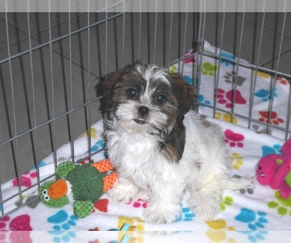 Medium Photo #17 Shorkie Tzu Puppy For Sale in ORO VALLEY, AZ, USA