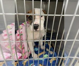 Mutt Dogs for adoption in Oklahoma City, OK, USA