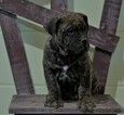 Small Photo #3 Presa Canario Puppy For Sale in FREDERICKSBURG, OH, USA