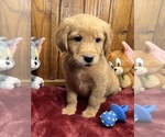 Small #4 Golden Retriever