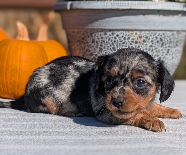 Medium Photo #1 Dachshund Puppy For Sale in GOSHEN, IN, USA
