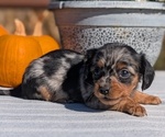 Puppy Kya Dachshund