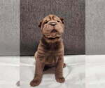 Puppy 3 Chinese Shar-Pei