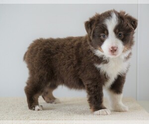 Miniature Australian Shepherd Puppy for sale in FREDERICKSBG, OH, USA