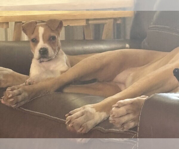 Medium Photo #9 American Staffordshire Terrier-Unknown Mix Puppy For Sale in Holly Springs, NC, USA