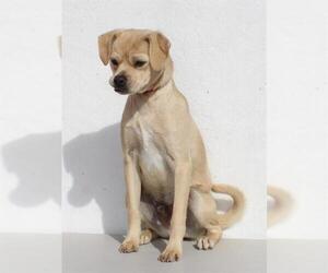 Chug Dogs for adoption in Burbank, CA, USA