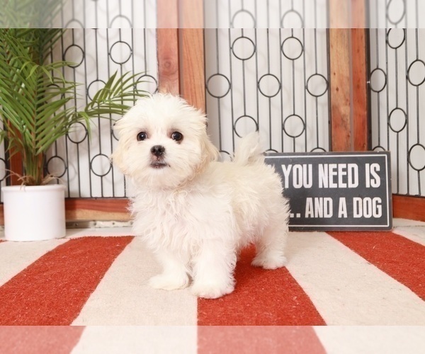 Medium Photo #1 Mal-Shi-Shih Tzu Mix Puppy For Sale in NAPLES, FL, USA