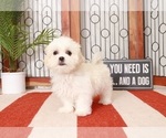 Small Photo #1 Mal-Shi-Shih Tzu Mix Puppy For Sale in NAPLES, FL, USA