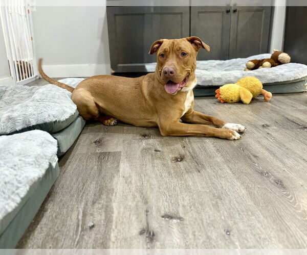 Medium Photo #24 American Pit Bull Terrier-Unknown Mix Puppy For Sale in Brewster, NY, USA