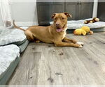 Small #23 American Pit Bull Terrier Mix