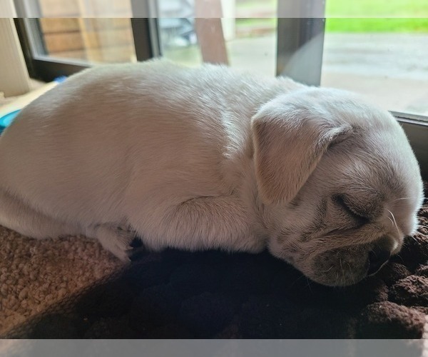 Medium Photo #2 Pug Puppy For Sale in SEATTLE, WA, USA