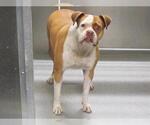 Small Boxer Mix