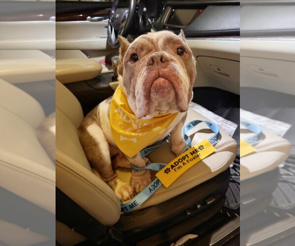 Medium Photo #14 American Pit Bull Terrier Puppy For Sale in Oak Bluffs, MA, USA