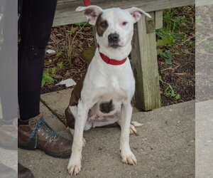 Tib - Female American Staffordshire Terrier-Boxer Mix Dog for Adoption - Photo #3