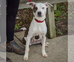 Small Photo #3 American Staffordshire Terrier-Boxer Mix Puppy For Sale in Huntley, IL, USA