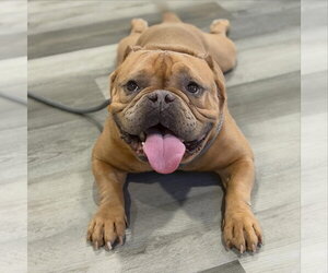 Bulldog-Unknown Mix Dogs for adoption in Las Vegas, NV, USA
