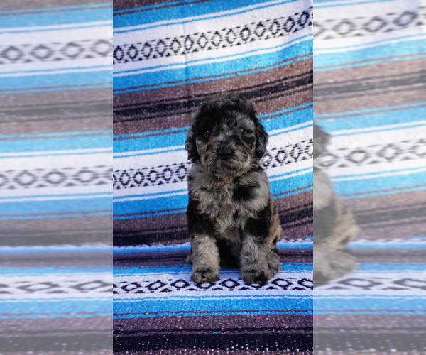 Medium Photo #2 Labradoodle Puppy For Sale in CORPUS CHRISTI, TX, USA