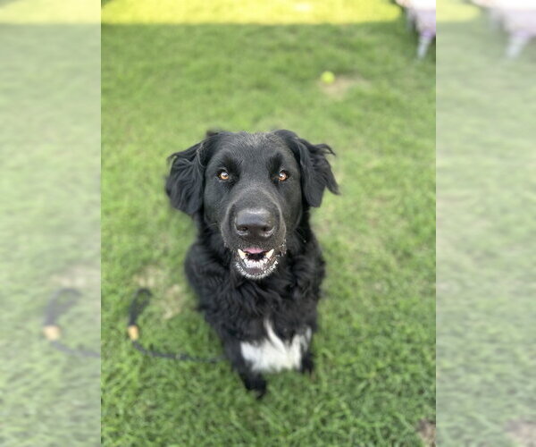Medium Photo #2 - Mix Puppy For Sale in Evansville, IN, USA