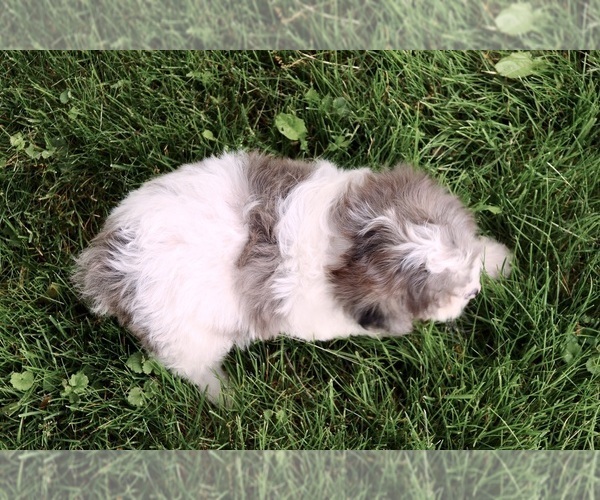 Medium Photo #5 Cavapoo Puppy For Sale in WEST SALEM, OH, USA