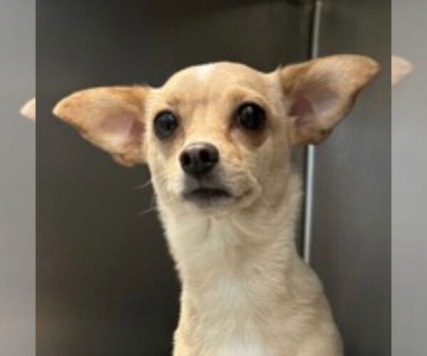 Medium Photo #4 Chihuahua Puppy For Sale in Canton, CT, USA