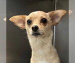 Small #3 Chihuahua