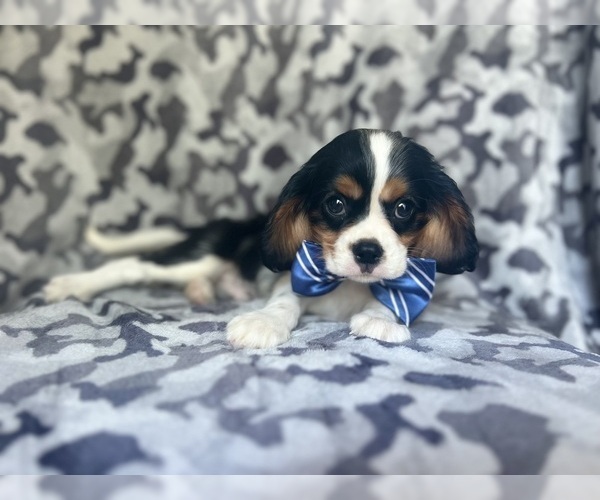 Medium Photo #6 Cavalier King Charles Spaniel Puppy For Sale in LAKELAND, FL, USA