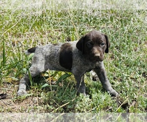 German Shorthaired Pointer Puppy for sale in WOODLAND PARK, CO, USA