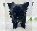 Small #16 Yorkshire Terrier