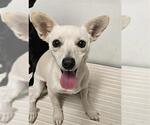Small Chihuahua