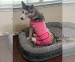 Small #1 Siberian Husky
